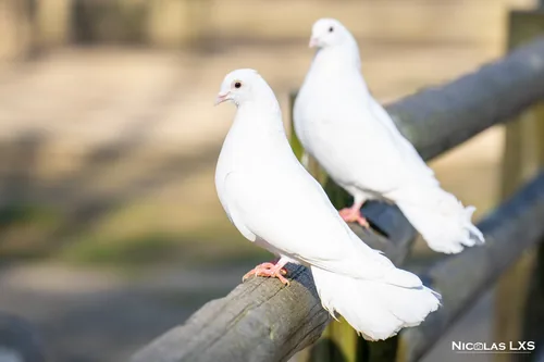 Deux colombes blanches posées sur une barrière en bois