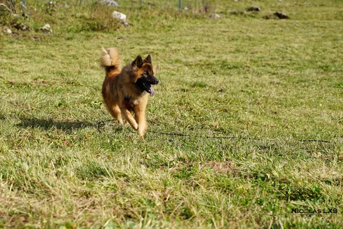Chien de berger au pelage fauve courant dans un pré