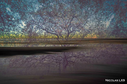 Double exposition : arbre en fleurs fondu dans une plage
