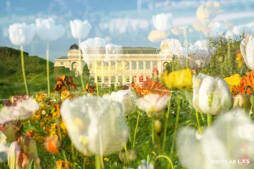 Double exposition : tulipes blanches devant la Grande Galerie de l'Évolution, au Jardin des Plantes à Paris