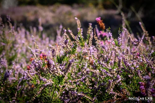 Bruyère en fleurs sur la lande d'Erquy