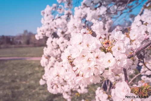 Branche de cerisier en fleurs au printemps