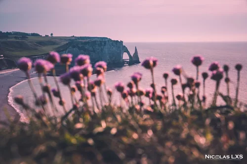 Fleurs roses devant les falaises d'Étretat au coucher du soleil
