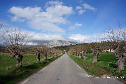 Route bordée d'arbres têtards menant à la montagne Sainte-Victoire