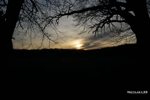 Soleil couchant sous les branches d'un arbre en silhouette