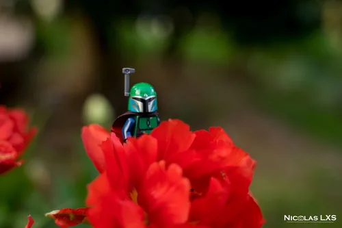 Mandalorien LEGO derrière une fleur rouge