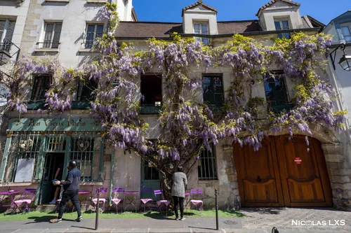Façade couverte de glycine en fleurs sur l'île de la Cité